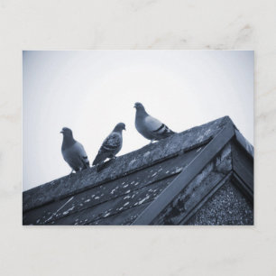 Carte Postale Trois pigeons sur un toit