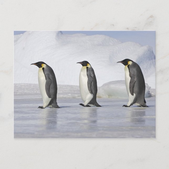 Carte Postale Trois pingouins empereurs, île de Snow Hill (Devant)