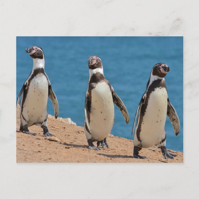 Carte Postale Trois pingouins Humboldt marchant (Devant)