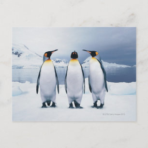 Carte Postale Trois pingouins royaux