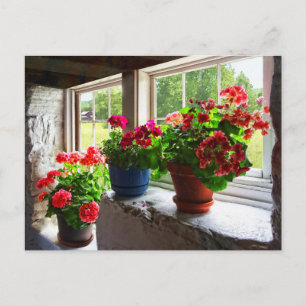 Carte Postale Trois Pots de Geraniums sur Windowsill