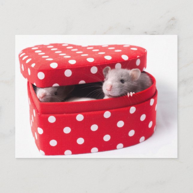 Carte Postale Trois rats dans une Boîte de Coeur (Devant)