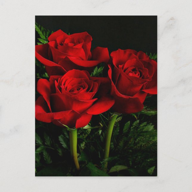 Carte Postale Trois Roses (Devant)