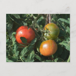 Carte Postale Trois tomates