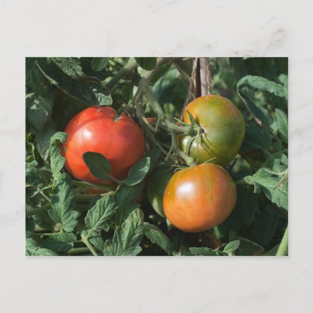 Carte Postale Trois tomates (Devant)