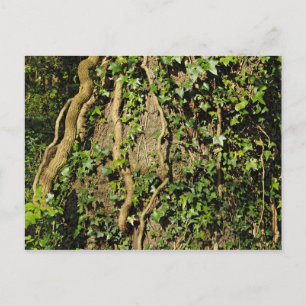 Carte Postale Tronc d'arbre avec ivoire. Blackweir Woods, Cardif