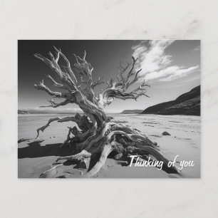 Carte Postale Tronc d'arbre en bois de chaudière photo B&W