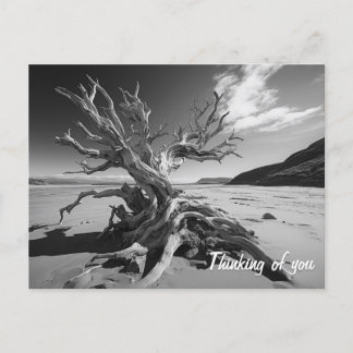 Carte Postale Tronc d'arbre en bois de chaudière photo B&W