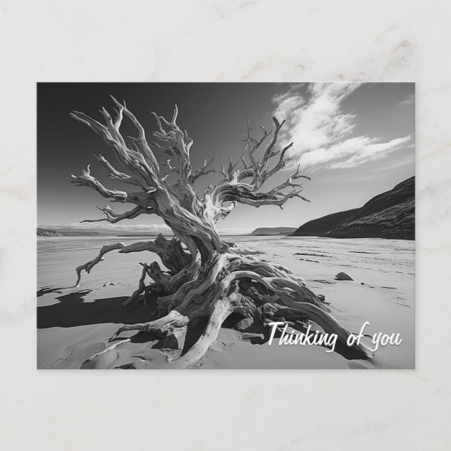 Carte Postale Tronc d'arbre en bois de chaudière photo B&W (Devant)
