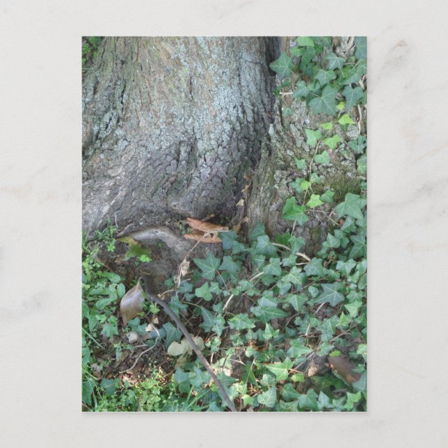 Carte Postale Tronc d'arbre et lierre en forêt (Devant)