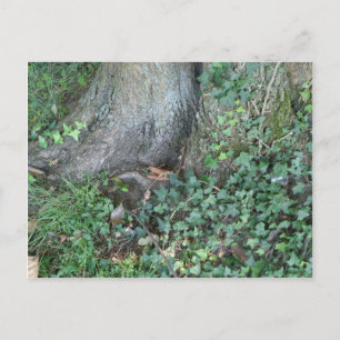 Carte Postale Tronc d'arbre et lierre en forêt