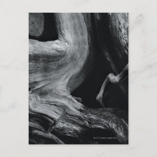 Carte Postale tronc d'arbre mort