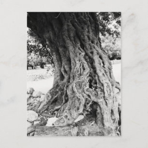 Carte Postale Tronc de l'olivier antique en Grèce photo
