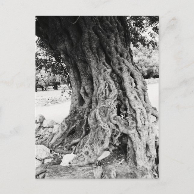 Carte Postale Tronc de l'olivier antique en Grèce photo (Devant)