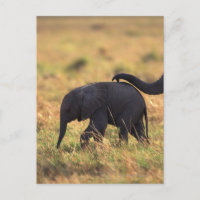 Tronc d'éléphant touchant la progéniture, Kenya,