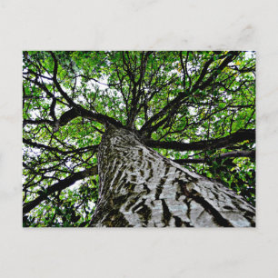 Carte Postale Tronc et branches noires