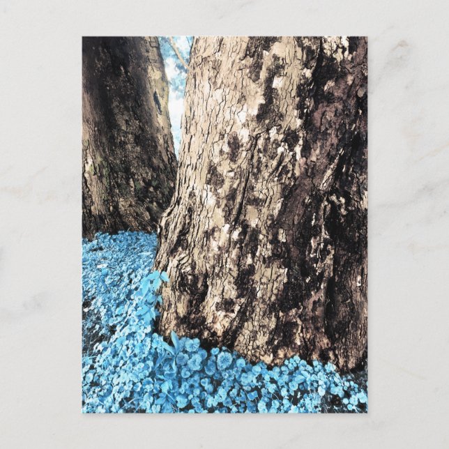 Carte Postale troncs d'arbre (Devant)