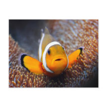 Tropcal reef fish