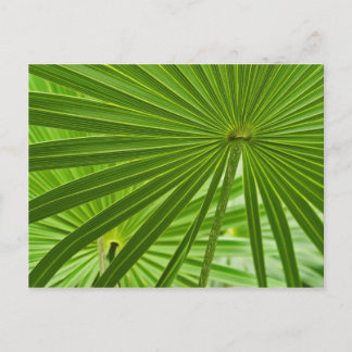 Carte Postale Tropical