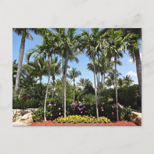 Carte Postale Tropical Coconut Plantation Bonita Springs Floride