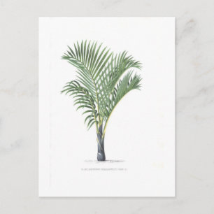 Carte Postale Tropical Palm collection - image 3