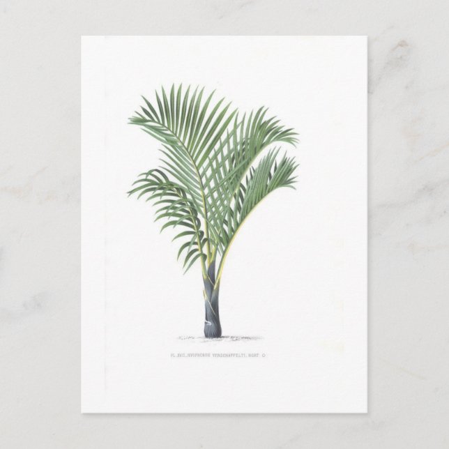 Carte Postale Tropical Palm collection - image 3 (Devant)