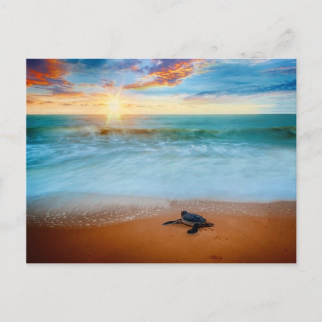 Carte Postale Tropical Sunset Sea Turtle Sandy Beach (Devant)