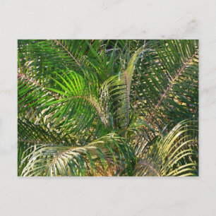 Carte Postale Tropique des contours de palmiers clairs du couche