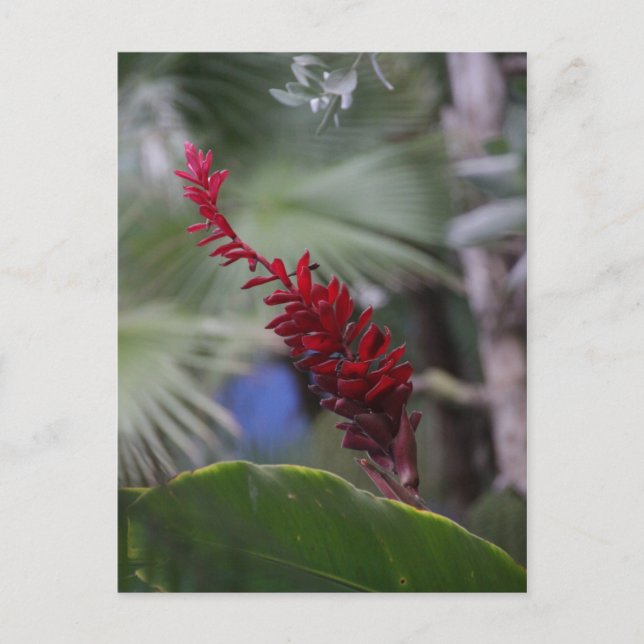 Carte Postale Tropiques (Devant)