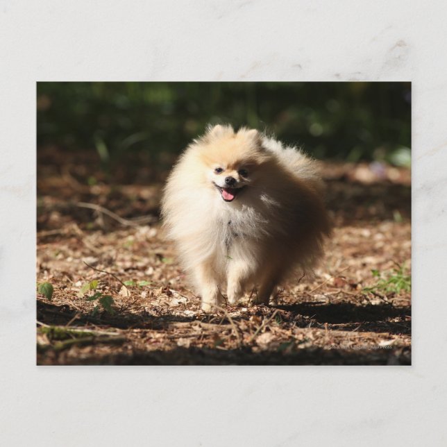 Carte Postale Trot de Poméranie en Feuille déchu (Devant)