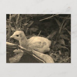 Carte Postale Trou d'eau -