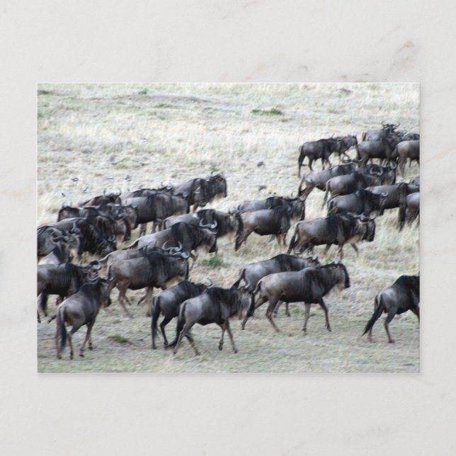 Carte Postale troupeau de bêtes sauvages (Devant)