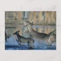 Troupeau de cerfs blancs courant à travers l'eau