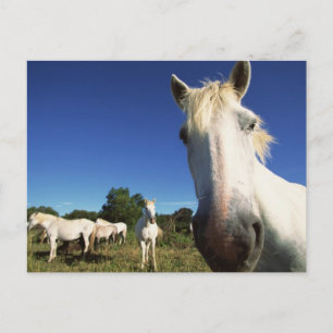 Carte Postale Troupeau de Chevaux blancs