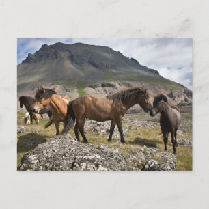 Carte Postale Troupeau de chevaux, près de Höfn, en Islande