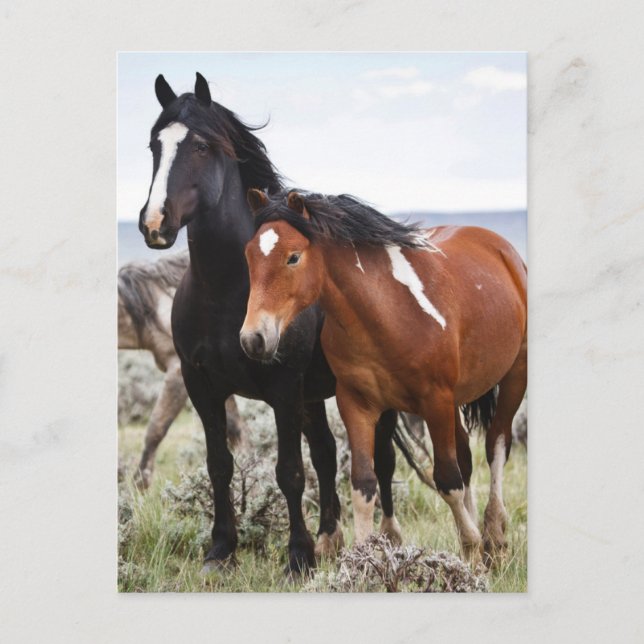 Carte Postale Troupeau de Chevaux sauvages (Devant)