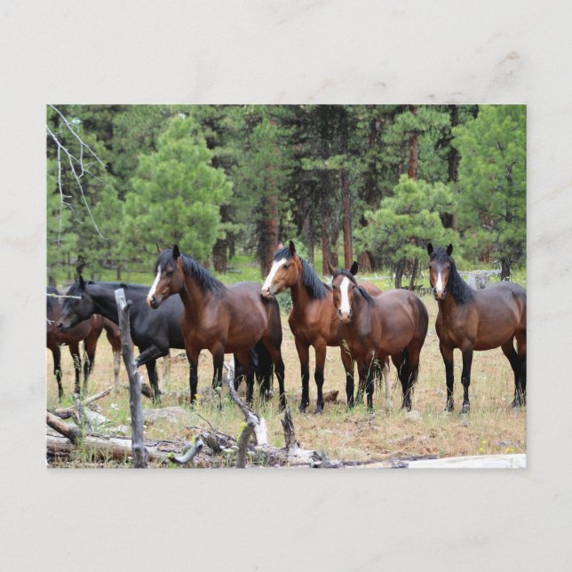 Carte Postale Troupeau de chevaux sauvages (Devant)