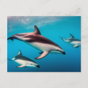 Carte Postale Troupeau de dauphins obscurs au large de Kaikoura