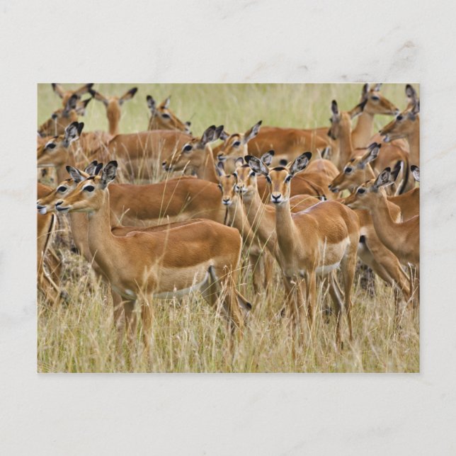 Carte Postale Troupeau de femelle Impala, Masai Mara, Kenya. (Devant)