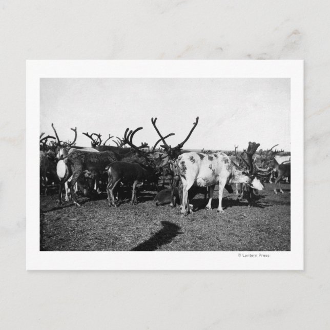 Carte Postale Troupeau de rennes en Alaska Photo (Devant)