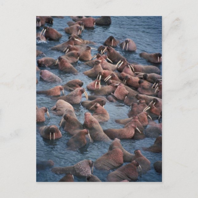 Carte Postale Troupeau de Walrus (Devant)