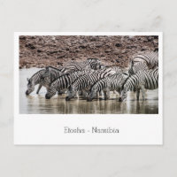 Troupeau de Zèbre par Waterhole à Etosha, Namibie