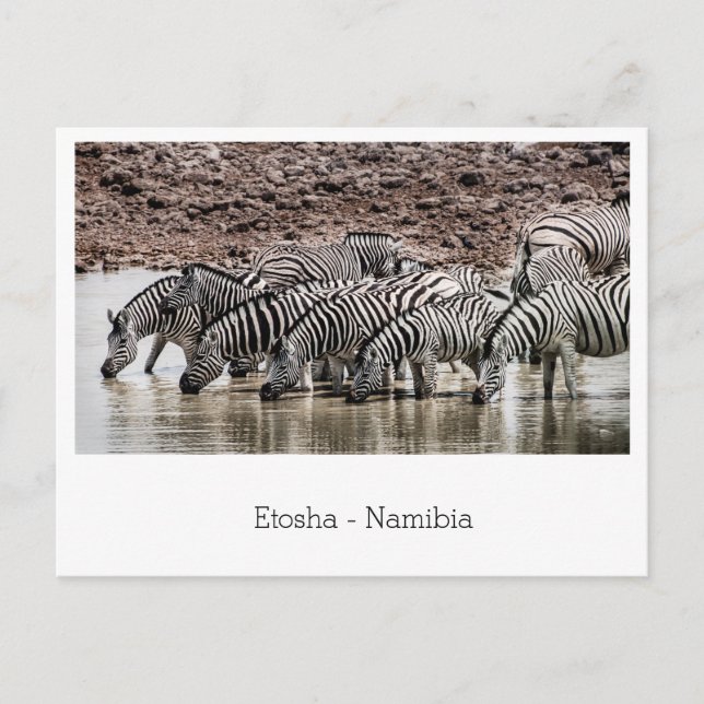 Carte Postale Troupeau de Zèbre par Waterhole à Etosha, Namibie (Devant)