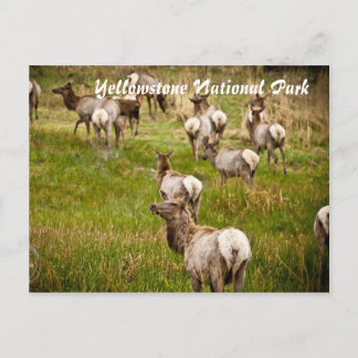 Carte Postale Troupeau d'élans du parc national Yellowstone