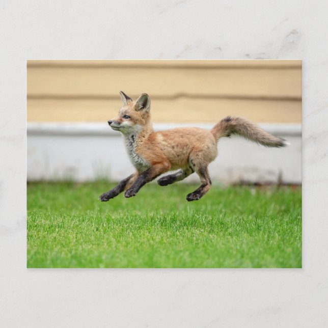 Carte Postale Trousse Red Fox dans la vallée de l'Hudson (Devant)