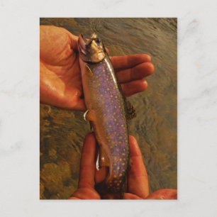 Carte Postale Trout à Hands