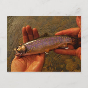Carte Postale Trout à Hands