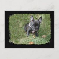 Trudy le chien des taureaux français