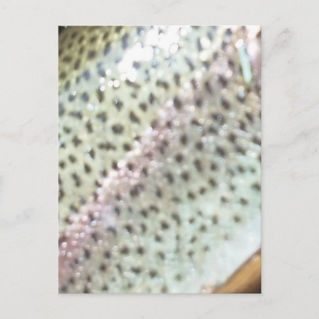 Carte Postale Truite arc-en-ciel (Devant)