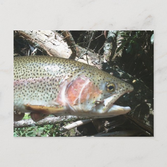 Carte Postale Truite arc-en-ciel (Devant)